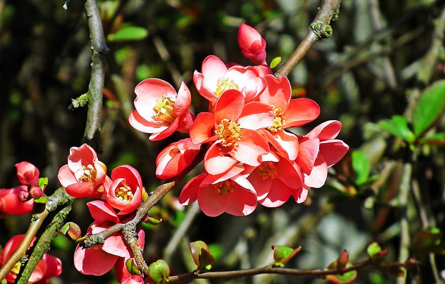 квіти, Айва Маула, сад, весна, природи, цвітіння, пелюстки, зростання