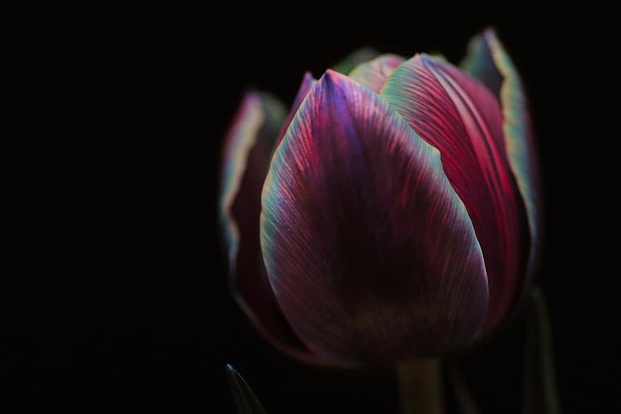 tulipán, květ, Příroda, makro, rostlina, detail, okvětní lístek, květu hlavy, jediný květ, list, letní