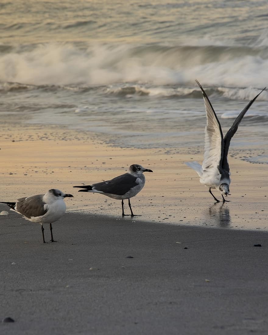 Gulls, Birds, Beach, Seagulls, Animals, Seabirds, Coast, Shore, Seashore, Sand, Sea
