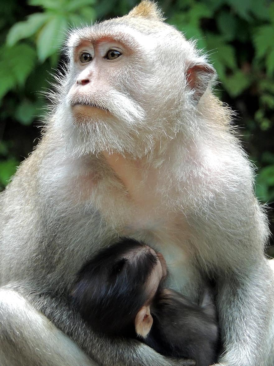 abe, amning, primater, bali, indonesien, dyr, pattedyr, primat, nuttet, makak, dyr i naturen