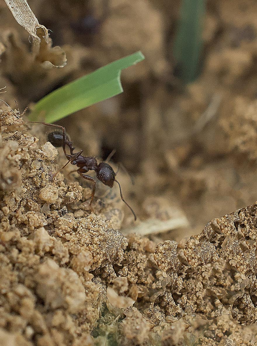 ant, vabzdys, skruzdėlės, dirvožemio, nešvarumai