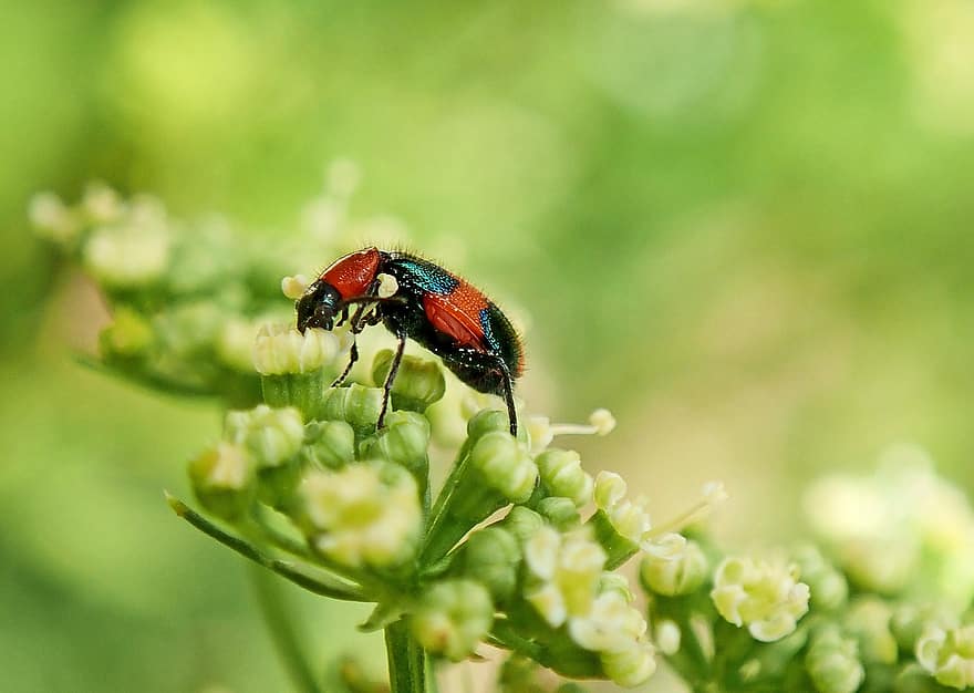 Insect, Beetle, Bug, Entomology, Pollinate, Pollination, Flowers, Inflorescence, Plants, Garden, Wildlife