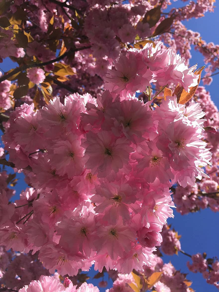 Baum, Blumen, Kirschblüten, saisonal, Botanik, Frühling, Zierkirsche, Sakura, Blume, pinke Farbe, Nahansicht