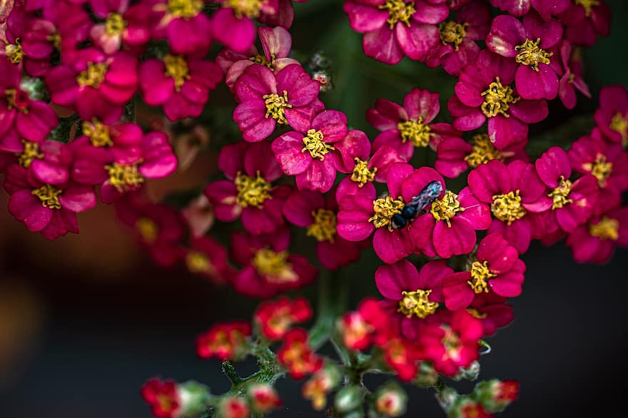 цветы, завод, achillea millefolium, тысячелистник обыкновенный, соцветие, цветение
