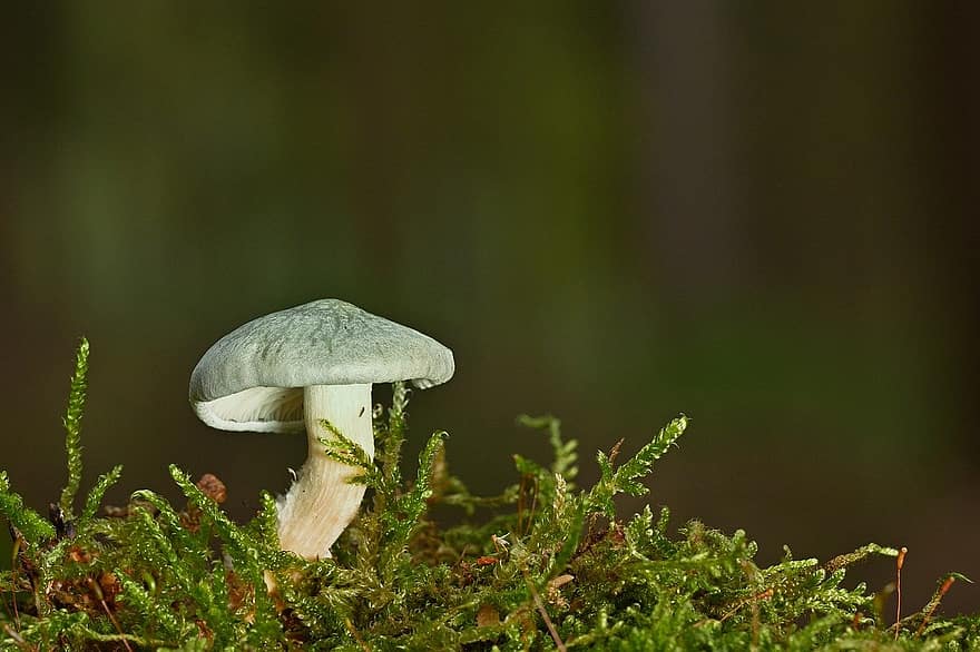 mushroom, disc fungus, green moss, close-up, forest, food, autumn, fungus, plant, freshness, green color
