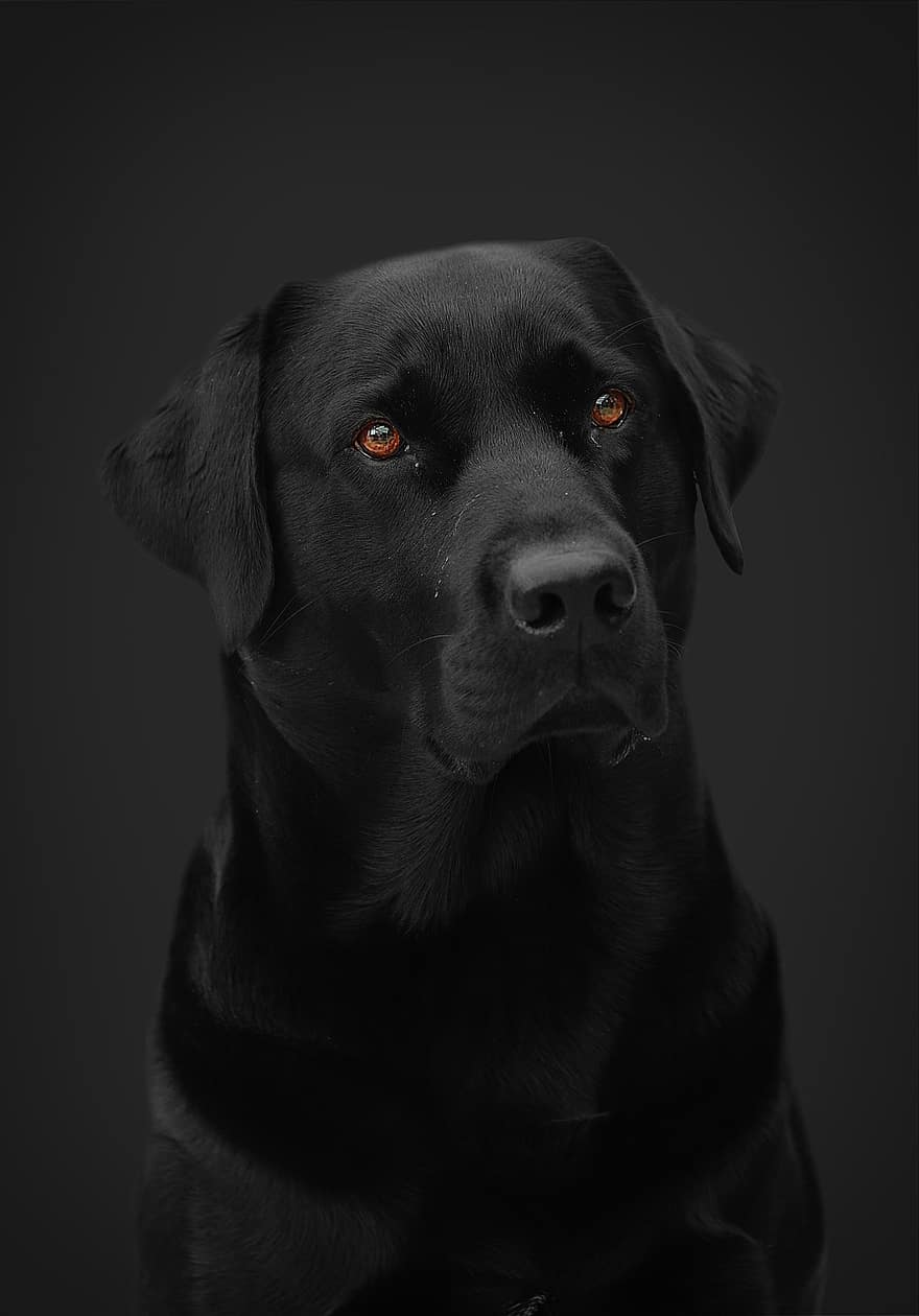 gos, mascota, Labrador, labrador retriever, laboratori, gos negre, animal, gos domèstic, caní, mamífer, bonic