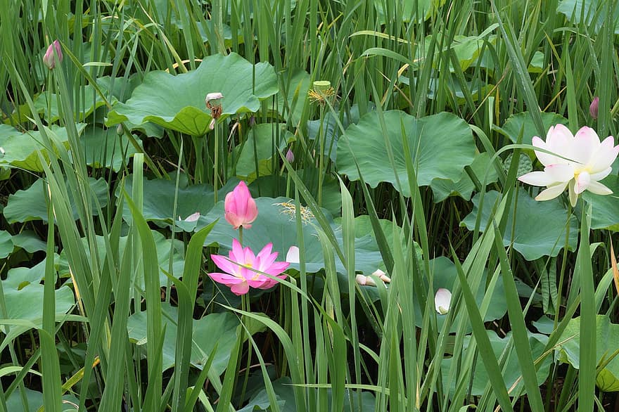 Lotusse, Blumen, Lotusblumen, Blütenblätter, Lotus verlässt, Lotusblütenblätter, blühen, Wasserpflanze, Flora, Wiese