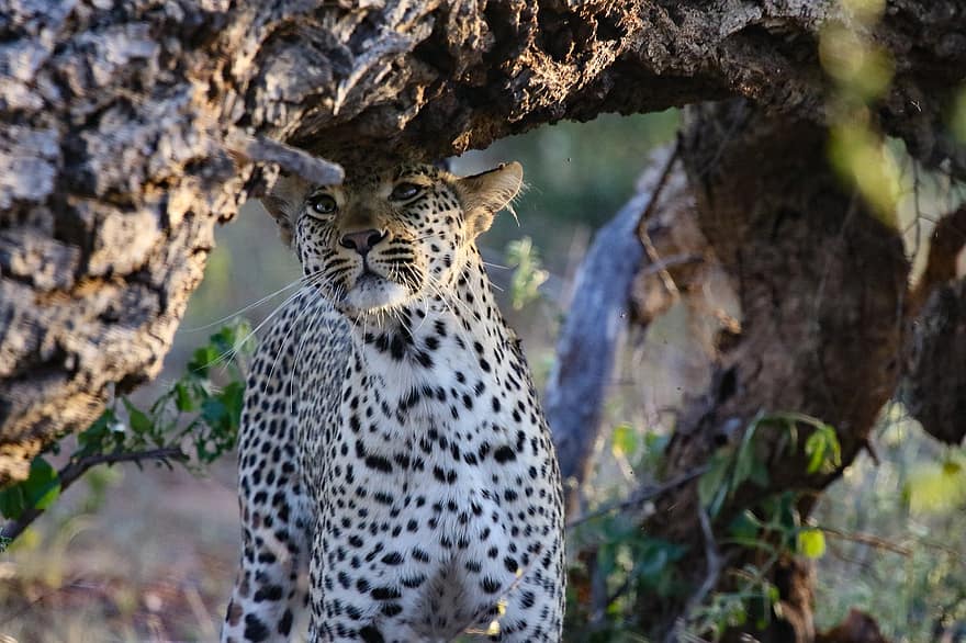 leopardo, animal, mamífero, depredador, fauna silvestre, safari, zoo, naturaleza, fotografía de vida silvestre