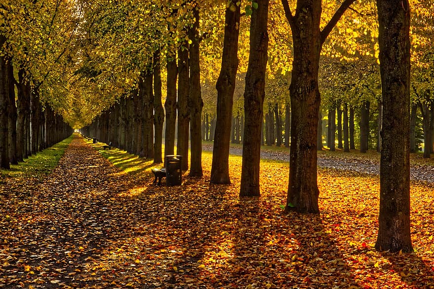 vallen, steeg, bomen, park, herfst, Hannover, Duitsland, boom, blad, Bos, geel