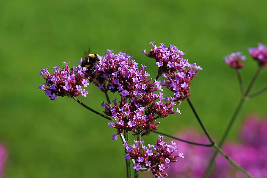 земна пчела, пчела, цветя, върбинка, насекомо, лилави цветя, растение, ливада, природа, лято
