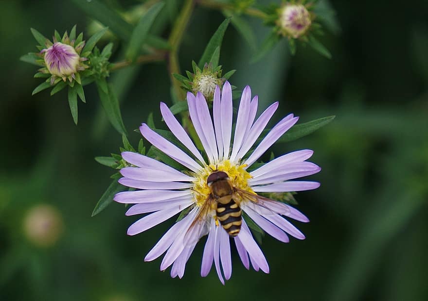 Bie, aster, pollinering, insekt, blomst, hage, nærbilde, sommer, anlegg, grønn farge, makro