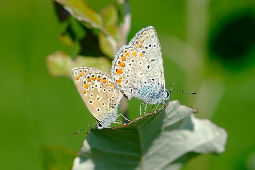 Srebrne Nabijane Niebieskie Motyle, motyle, owady, łąka, Natura