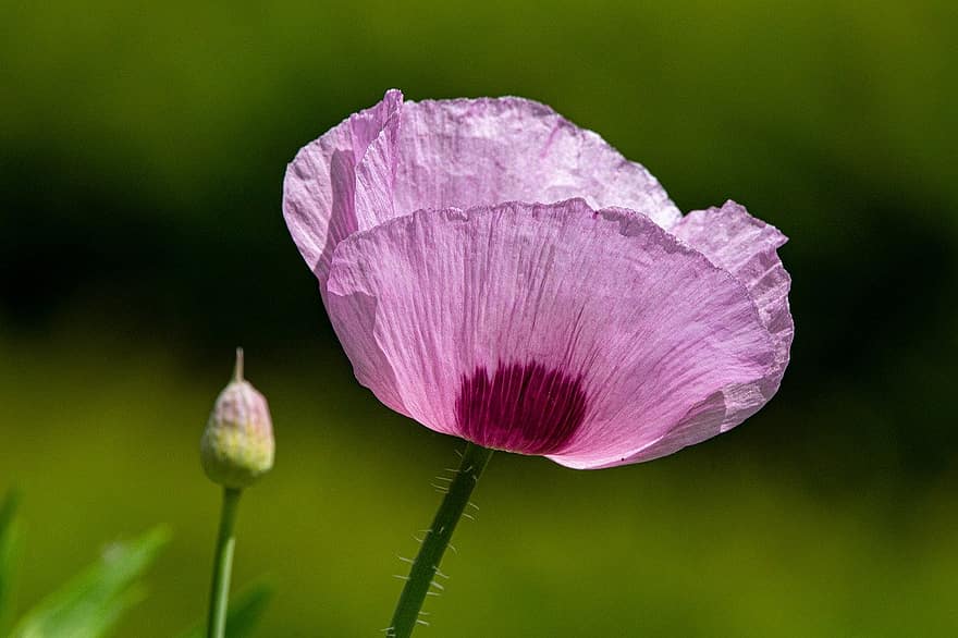 Poppy, Anemone, Pink Poppy, Pink Flower, Flower, Nature, Plant, Wildflower, Close Up, Meadow
