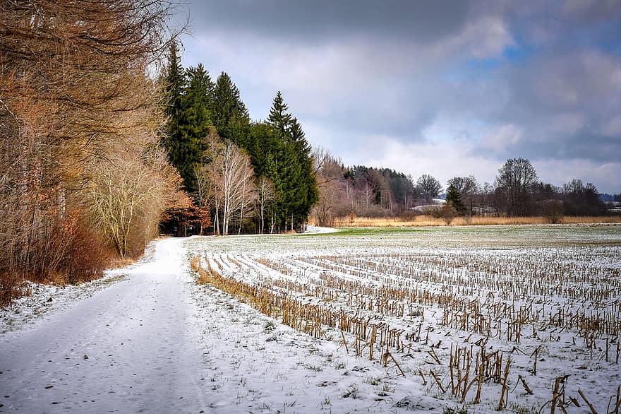 skogens kant, skog, trän, natur, vinter-, snö