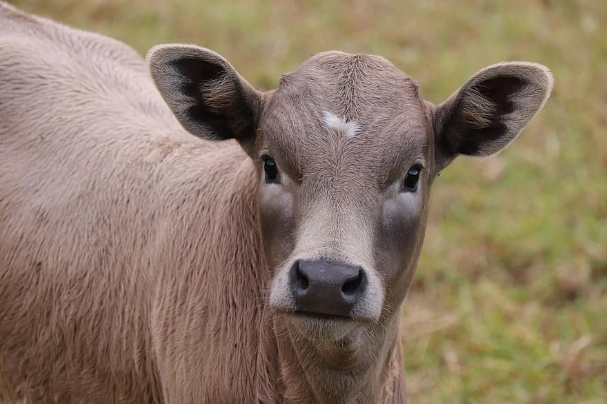 kalv, ko, kvæg, ung ko, unge kvæg, dyr, pattedyr, husdyr