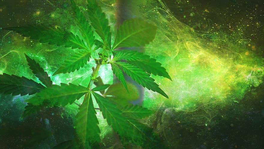 marihuána, gyom, kender, drog, kábító, cannabis sativa, levél növényen, füst, dohányzó, növény, zöld
