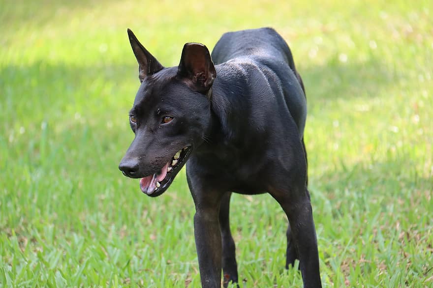 cão, cachorro preto, ao ar livre, animal, mamífero, canino, doméstico, pastagem, parque