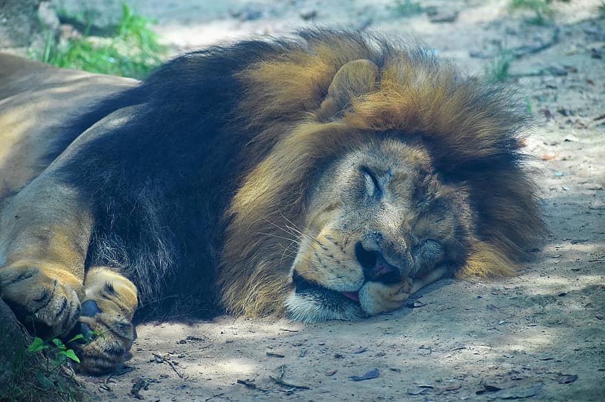 ライオン、動物、睡眠、野生動物、山猫、捕食者、哺乳類、猫科、たてがみ、自然、生息地