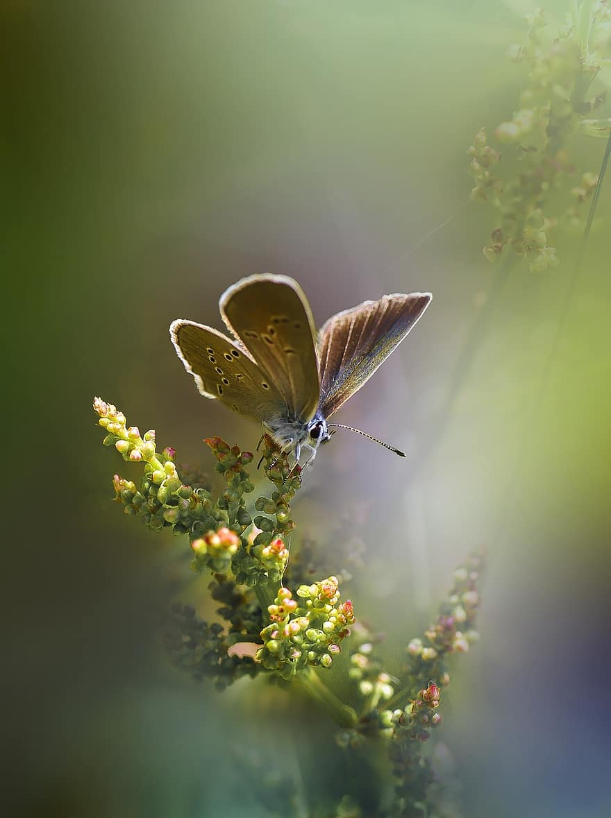 papillon, insecte