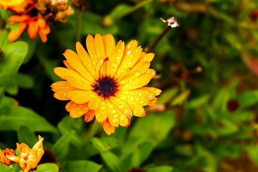 marigold, bunga, calendula, alam, merapatkan, menanam, musim panas, kuning, di luar rumah, keindahan di alam, daun bunga