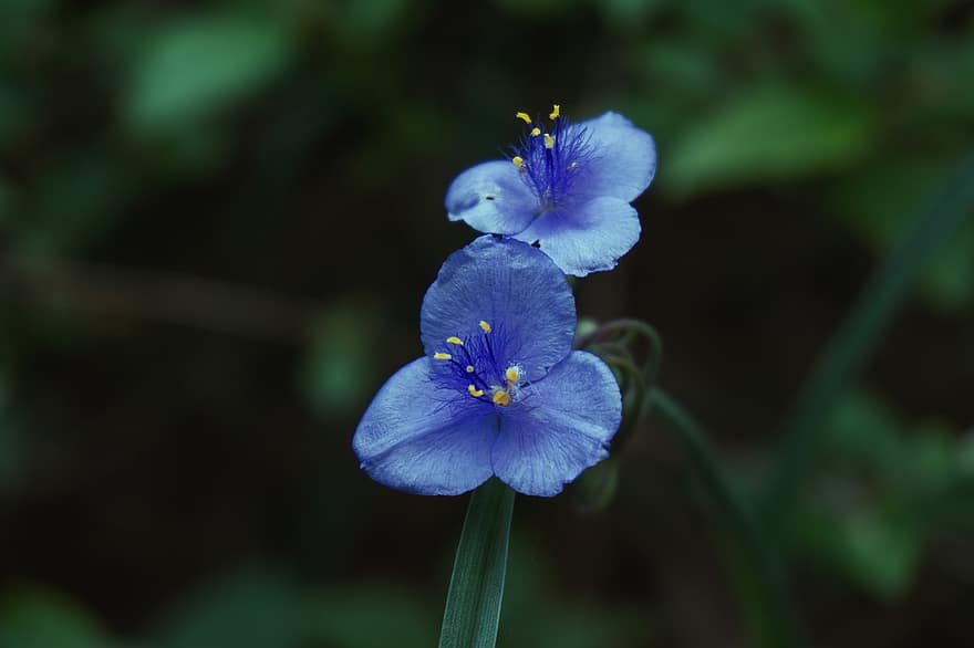 Wildblumen, Blumen, blühen, blaue blumen, blaue Blütenblätter, Flora, Blumenzucht, Gartenbau, Botanik, Natur