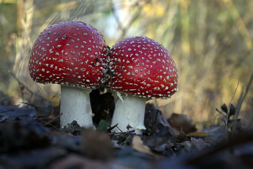 Mushroom, Fly Agaric, Fungus, Sponge, Poisonous, Toadstool, Forest, Nature, Autumn, fly agaric mushroom, close-up