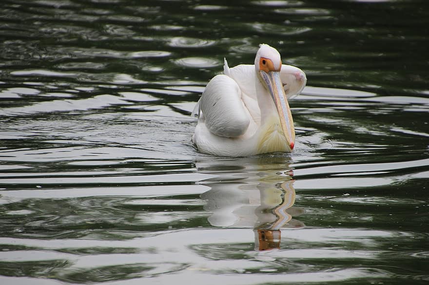 Pelican, Bird, Animal, Water Bird, Aquatic Bird, Waterfowl, Plumage, Lake, Water, Water Reflection, Pond