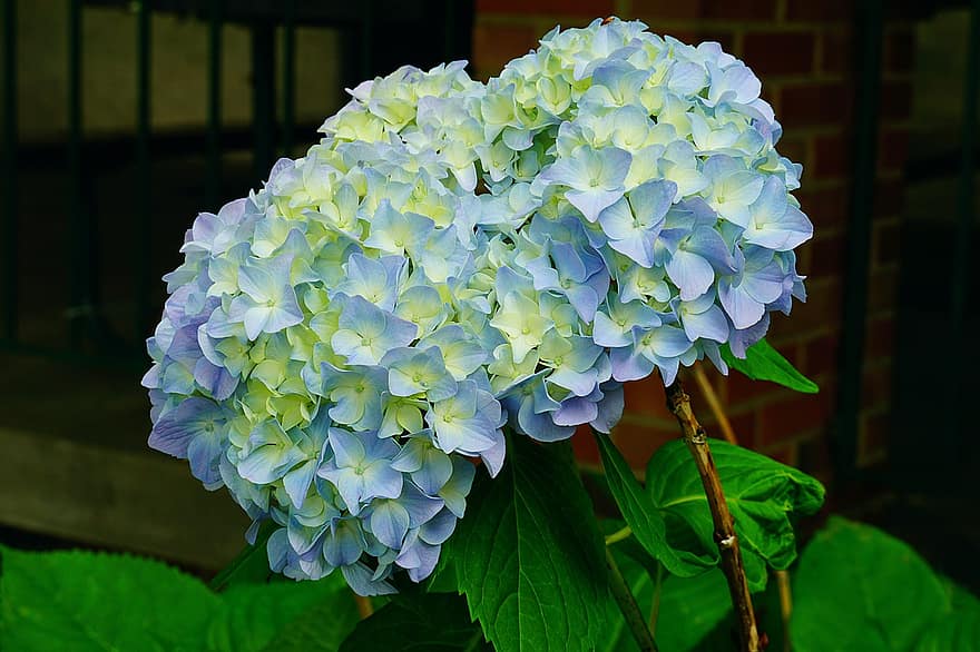 hortensia, anlegg, blomster, blå, blomstre