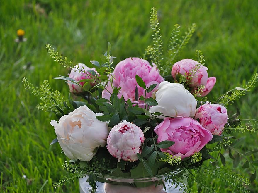 blomma, pioner, rosa, vit, botanik, kronblad, natur, flora, närbild, Bukett, dekoration