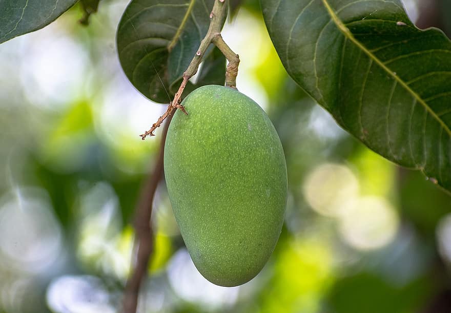mango, Fruta, rama, hojas, mango verde, orgánico, comida, planta, árbol, naturaleza, bokeh