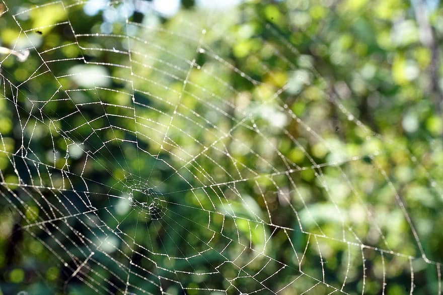 pavoučí síť, tkadlec koule, web, pavoukovec, orb-weaver