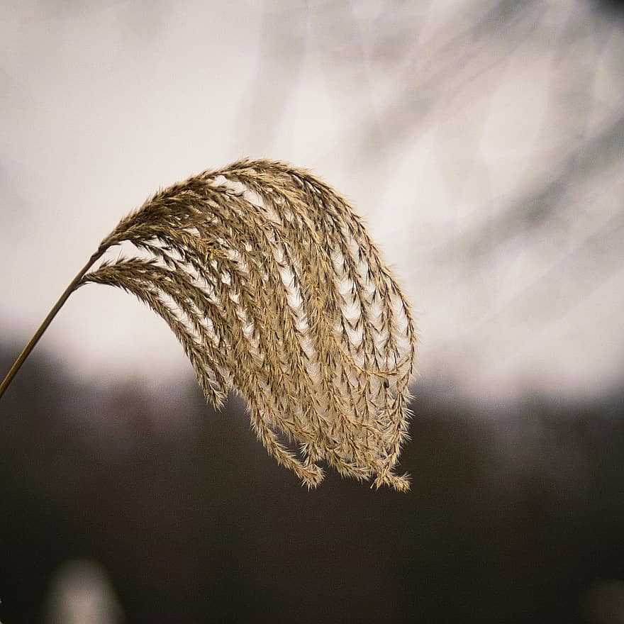 Grass, Dried Flower, Plant, Flower, Ornamental Grass, agriculture, close-up, growth, summer, farm, seed