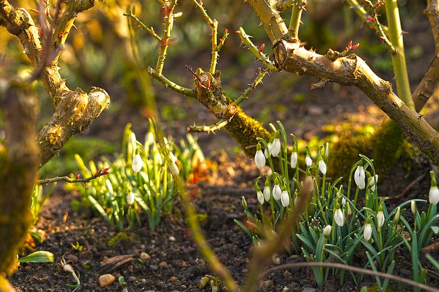 春、芽、スノードロップ、植物、ローズブッシュ、自然、フラワーズ、工場、緑色、葉、閉じる