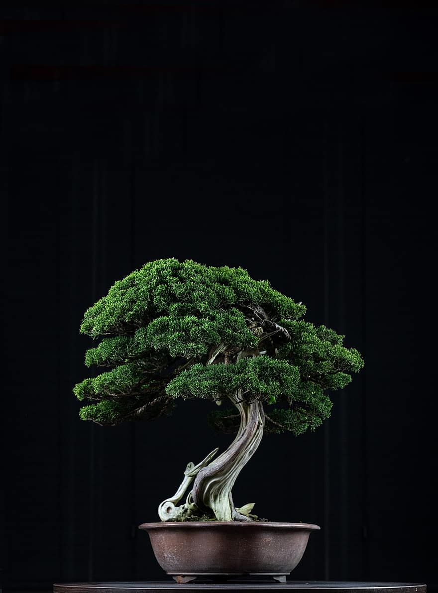 분재, 식물, 장식, 일본 미술, 전통적인, 나무, 장식적인