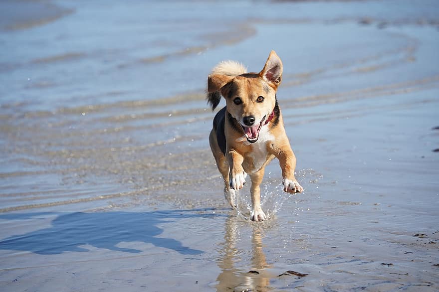 Dog, Beach, Pet, Canine, Mammal, Animal