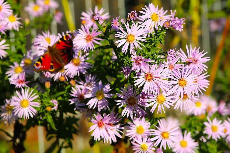 kelebek, Çiçekler, tozlaşmak, doğa, bitki, çiçek, kapatmak, yaz, açık havada, çok renkli, yeşil renk