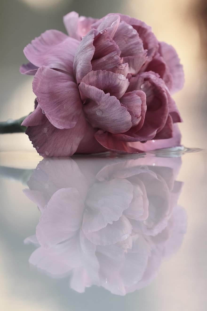 ดอกคาร์เนชั่น, ดอกไม้, ดอกคาร์เนชั่นสีชมพู, กลีบดอก, ดอกไม้สีชมพู, น้ำค้าง, เบ่งบาน, ดอก, พฤกษา, การสะท้อน