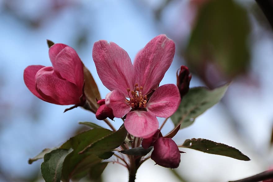 Apple Blossom, Flowers, Branch, Buds, Bloom, Leaves, Plant, Apple Tree, Spring, Nature, close-up