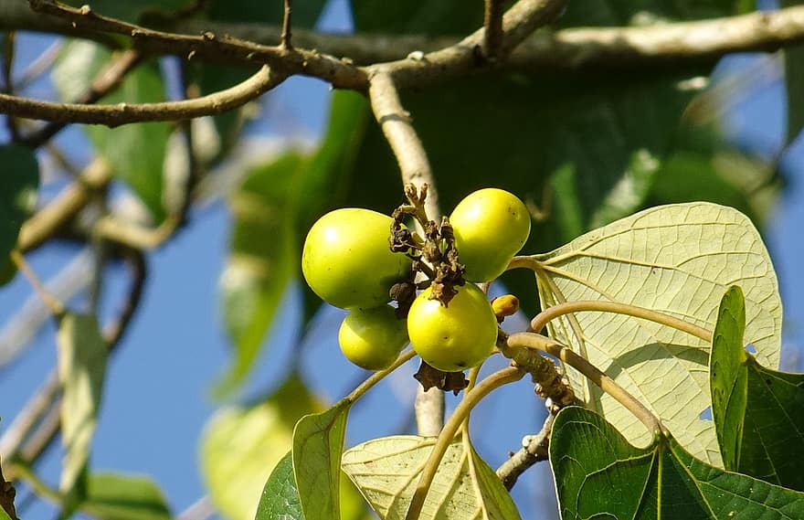 puu, Gamhar, Gmelina Arborea, hedelmä, Valkoinen tiikki, kypsä, pyökki, putoava, Lamiaceae, puutavara