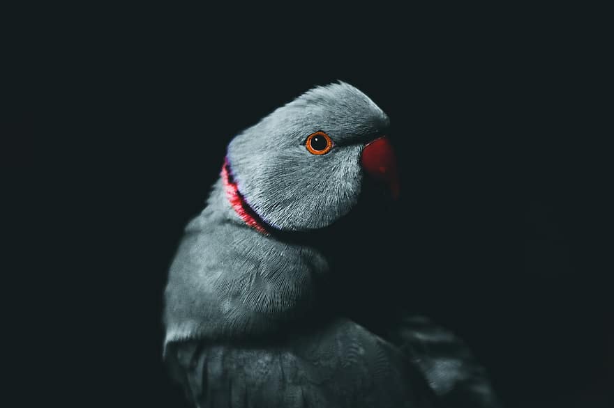 papegøye, fugl, dyreliv
