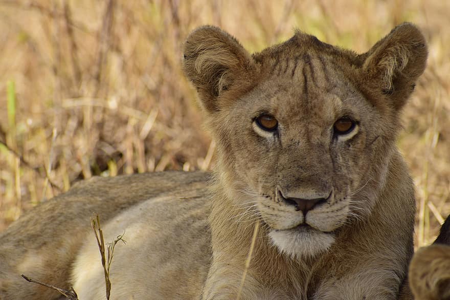 lauva, dzīvnieku, zīdītāju, plēsējs, savvaļas dzīvnieki, safari, zooloģiskais dārzs, savvaļas fotogrāfijas, tuksnesī, tuvplāns, Āfrika