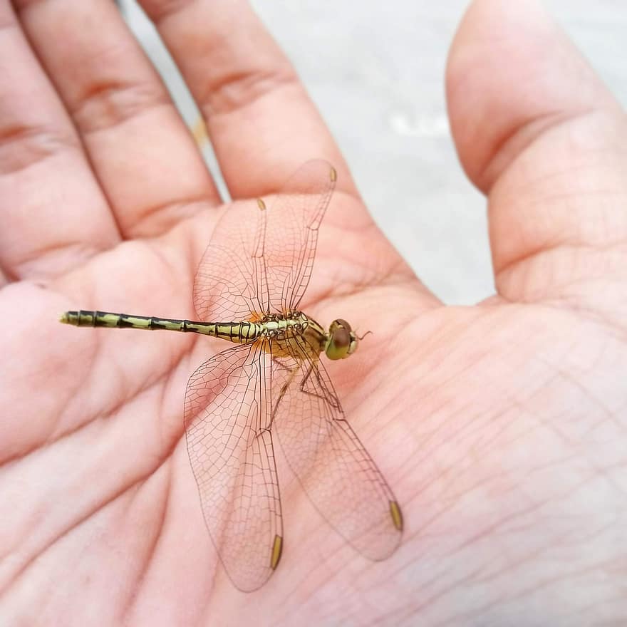 Dragonfly, Hand, Palm, Fingers, Wings, Dragonfly Wings, Winged Insect, Odonata, Anisoptera, Insect