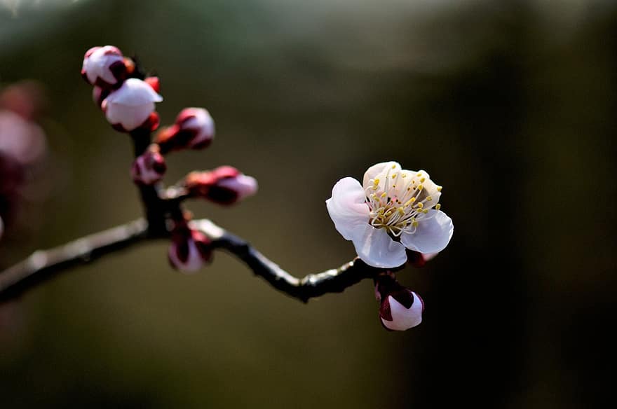 fleur de cerisier, Sakura, arbre, branche, fleurs, fleur, Floraison, arbre en fleurs, la nature