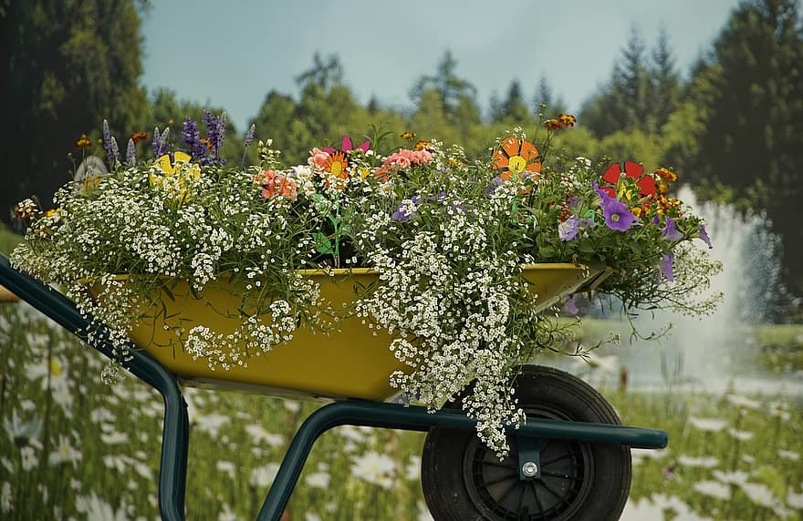 ръчна количка, градинарство, цветя, градина, парк, цвете, лято, растение, зелен цвят, пролетно време, жълт