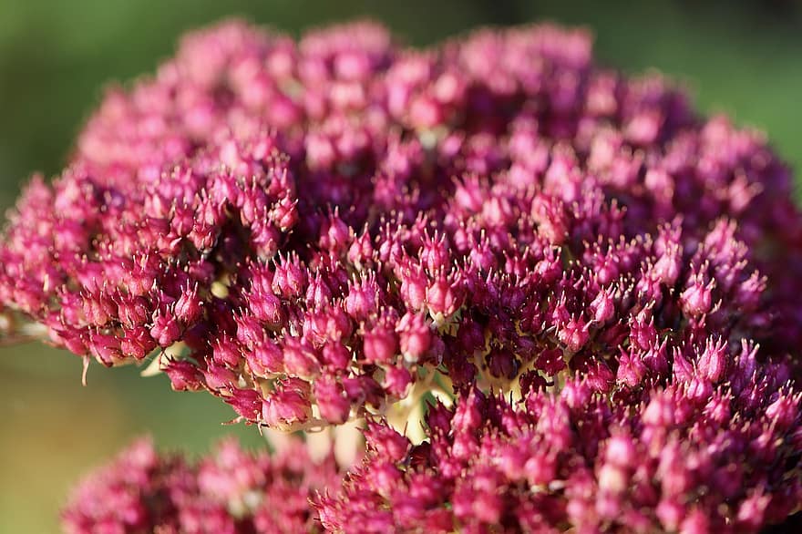 stonecrop, invernadero de fulls gruixuts, flor, florir, sedum telephium, inflorescència