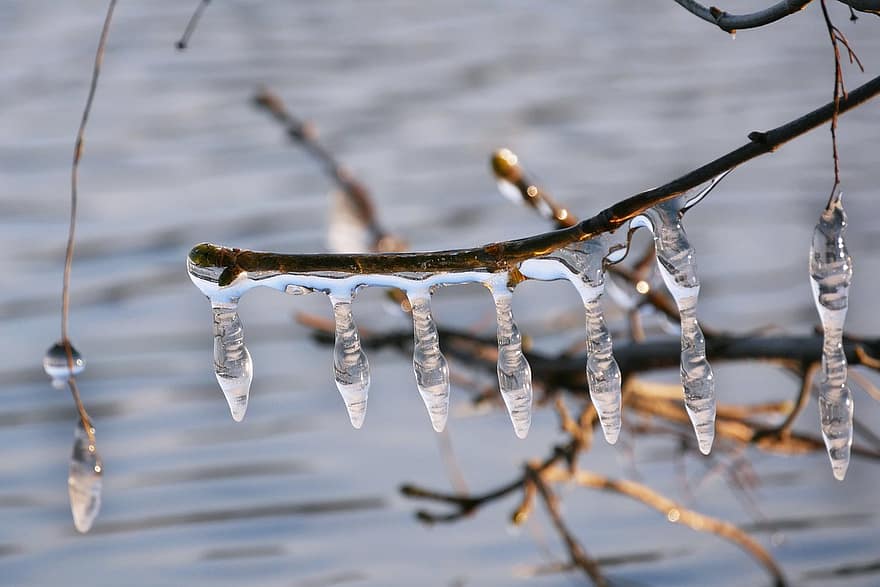 Icicle, Winter, Twig, Ice, Frozen, Frost, Cold, Branch, Water, Nature