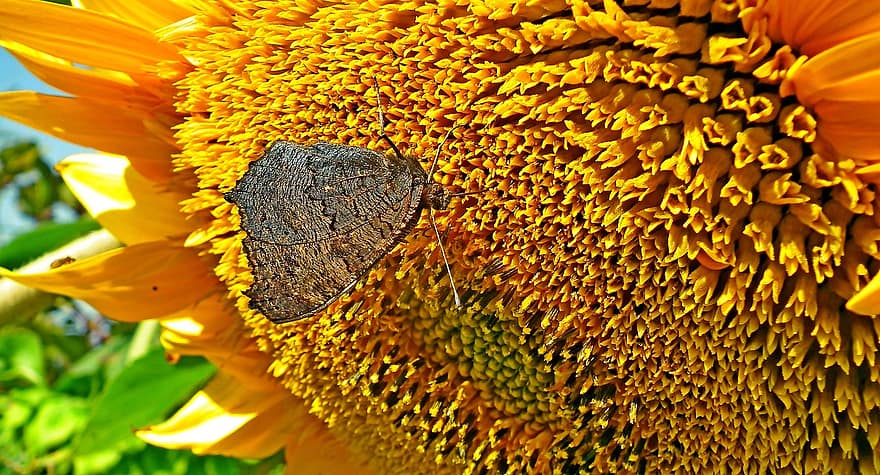 Butterfly, Sunflower, Pollination, Insect, Flower, Garden, Entomology, yellow, close-up, summer, plant