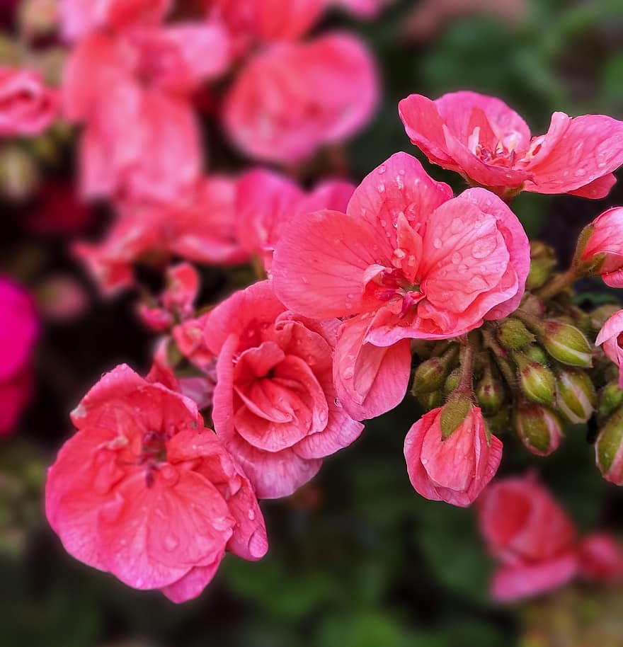 begonia, flors de color rosa, jardí, naturalesa, gotes de rosada