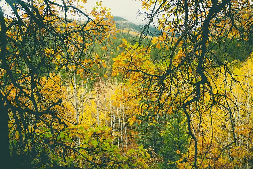 الأشجار ، طبيعة ، الخريف ، خريف ، الموسم ، غابة ، الغابة ، برية ، في الهواء الطلق ، المناظر الطبيعيه ، نوابض باخرة