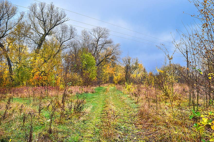 Autumn, Nature, Trees, Path, Trail, Outdoors, Fall